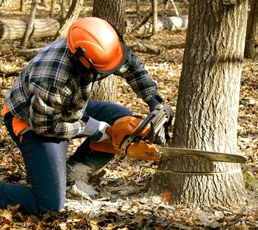 Tree Removal in Sherman, CT